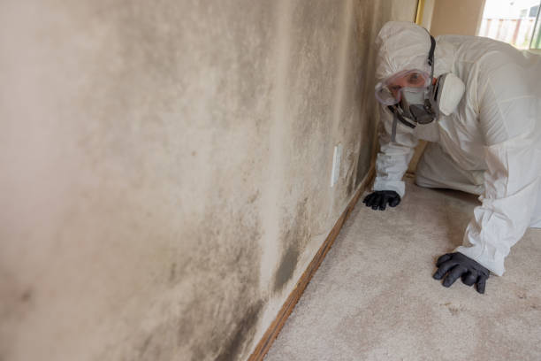 Best Forensic Mold Investigation  in Portales, NM